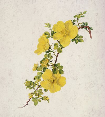 Rosa Foetida by Alfred Parsons